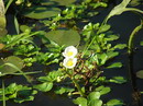 Sagittaria Montevidensis